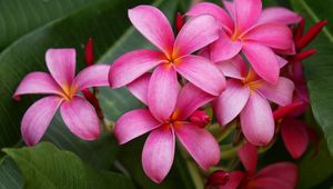 Preview wallpaper plumeria, bush, herbs, close-up