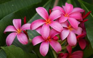 Preview wallpaper plumeria, bush, herbs, close-up