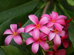 Preview wallpaper plumeria, bush, herbs, close-up