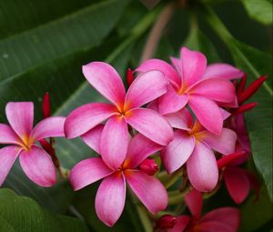 Preview wallpaper plumeria, bush, herbs, close-up