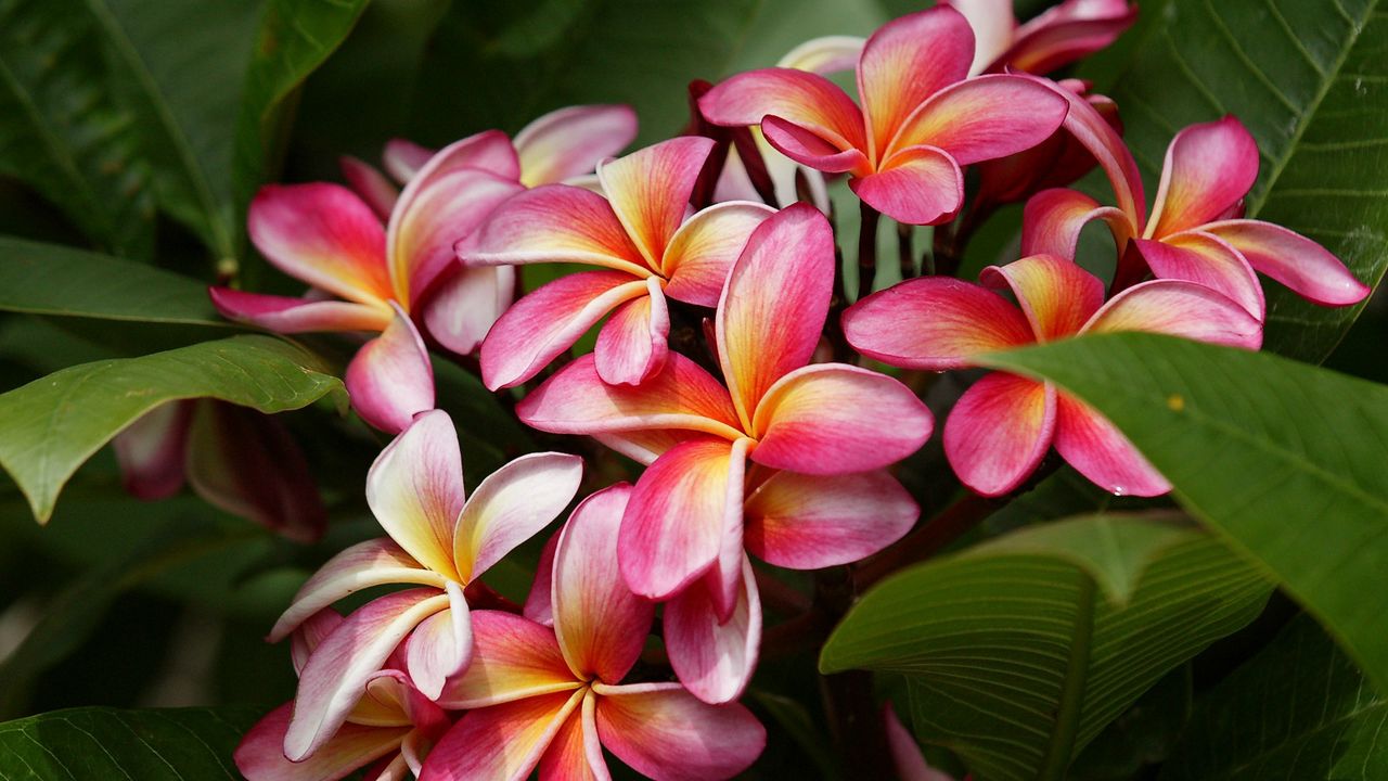 Wallpaper plumeria, bush, leaves, tender