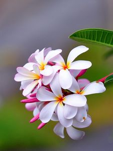 Plumeria old mobile, cell phone, smartphone wallpapers hd, desktop  backgrounds 240x320, images and pictures