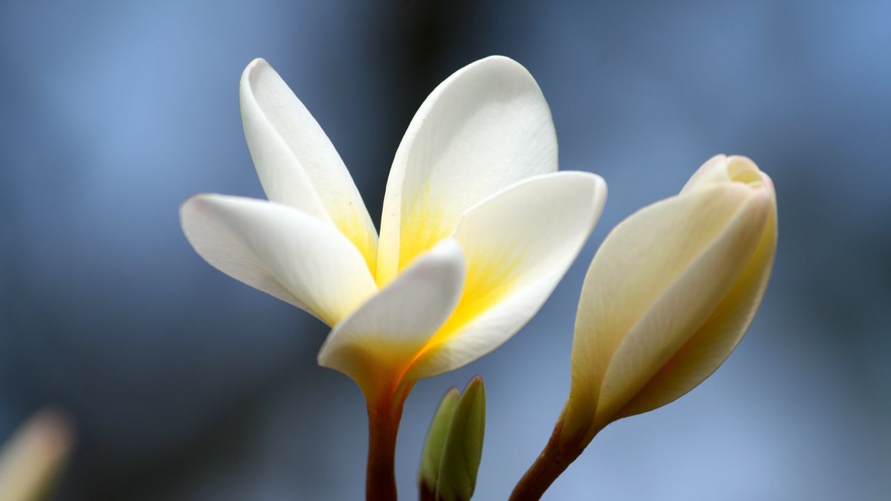 Wallpaper plumeria, flower, bud, close-up