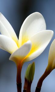 Preview wallpaper plumeria, flower, bud, close-up