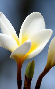 Preview wallpaper plumeria, flower, bud, close-up