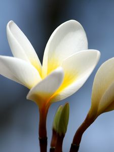 Preview wallpaper plumeria, flower, bud, close-up