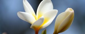 Preview wallpaper plumeria, flower, bud, close-up