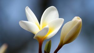 Preview wallpaper plumeria, flower, bud, close-up