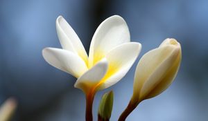 Preview wallpaper plumeria, flower, bud, close-up