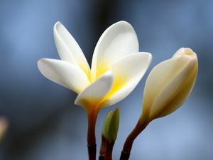 Preview wallpaper plumeria, flower, bud, close-up