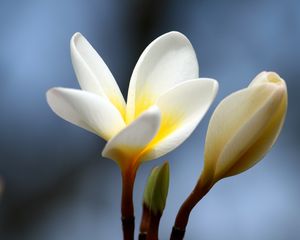 Preview wallpaper plumeria, flower, bud, close-up
