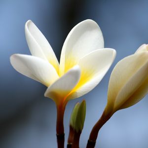 Preview wallpaper plumeria, flower, bud, close-up