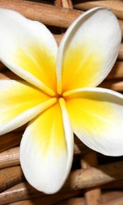 Preview wallpaper plumeria, flower, close up, decoration