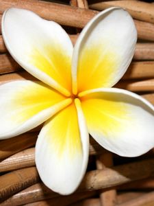 Preview wallpaper plumeria, flower, close up, decoration