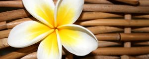 Preview wallpaper plumeria, flower, close up, decoration