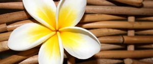 Preview wallpaper plumeria, flower, close up, decoration