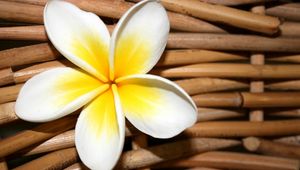 Preview wallpaper plumeria, flower, close up, decoration