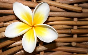 Preview wallpaper plumeria, flower, close up, decoration