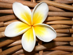 Preview wallpaper plumeria, flower, close up, decoration