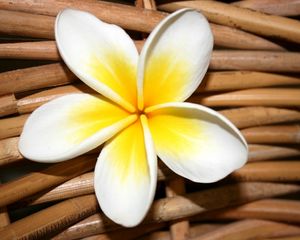 Preview wallpaper plumeria, flower, close up, decoration