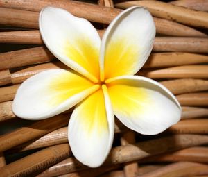 Preview wallpaper plumeria, flower, close up, decoration