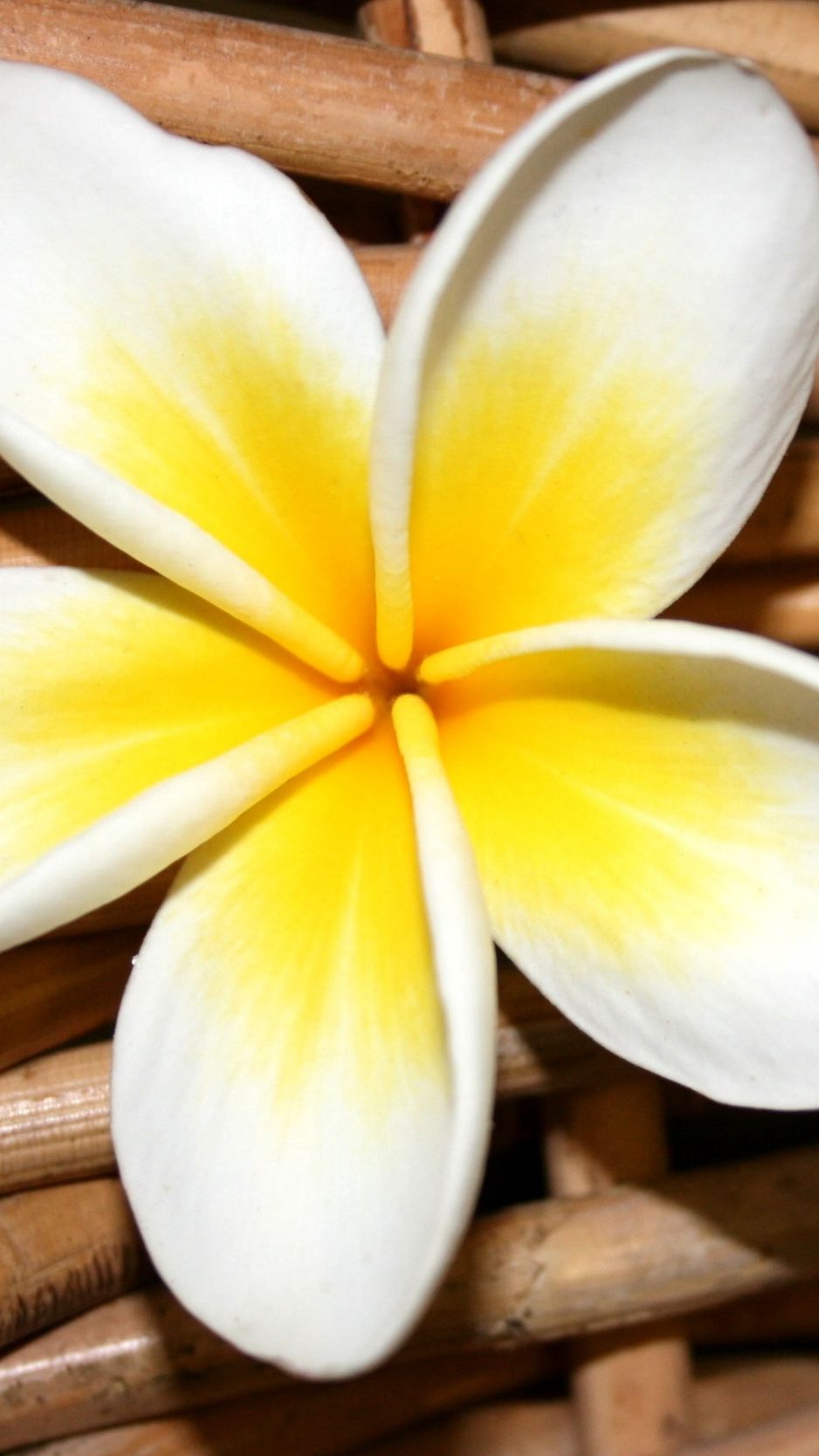 Plumeria Flower Colorful Wallpaper Texture Stock Photo  Image of clear  abstract 146068140