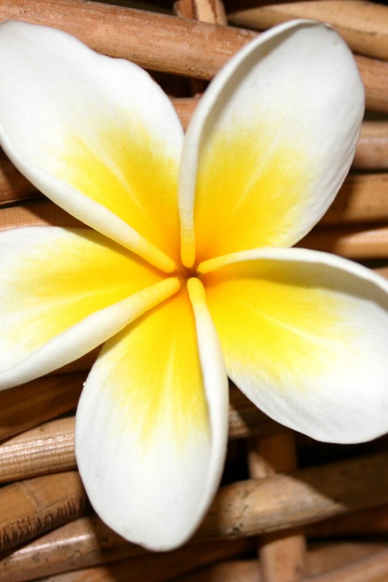 Download wallpaper 800x1200 plumeria, flower, close up, decoration iphone  4s/4 for parallax hd background