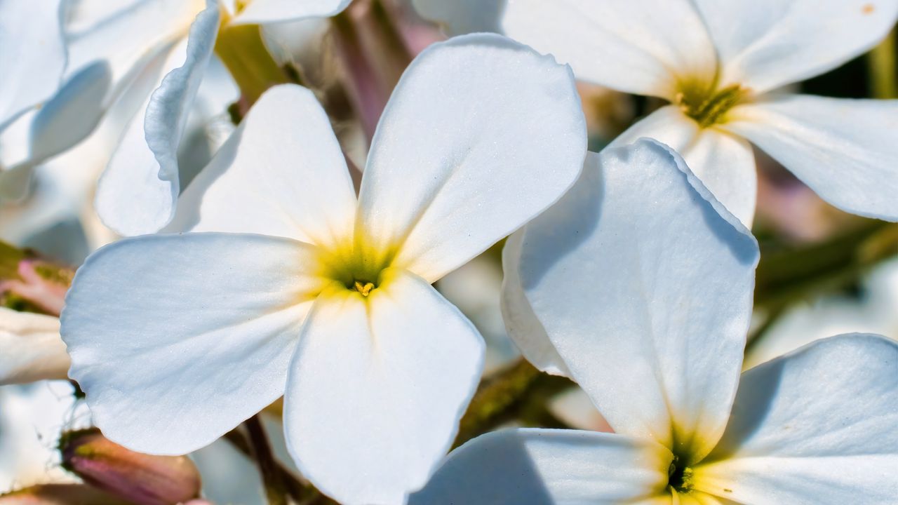 Wallpaper plumeria, flower, petals, white, macro