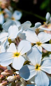 Preview wallpaper plumeria, flower, petals, white, macro