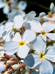 Preview wallpaper plumeria, flower, petals, white, macro