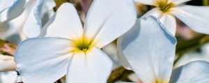 Preview wallpaper plumeria, flower, petals, white, macro