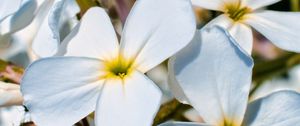 Preview wallpaper plumeria, flower, petals, white, macro