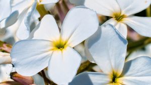 Preview wallpaper plumeria, flower, petals, white, macro