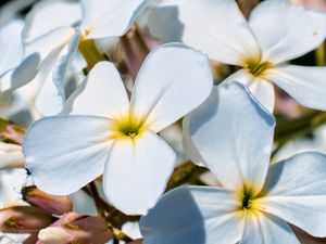 Preview wallpaper plumeria, flower, petals, white, macro