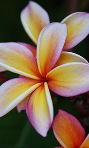 Preview wallpaper plumeria, flower, petals, macro