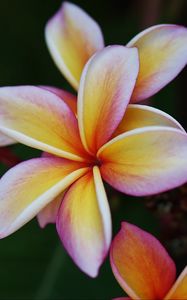 Preview wallpaper plumeria, flower, petals, macro