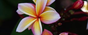 Preview wallpaper plumeria, flower, petals, macro