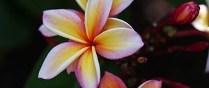 Preview wallpaper plumeria, flower, petals, macro