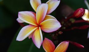 Preview wallpaper plumeria, flower, petals, macro