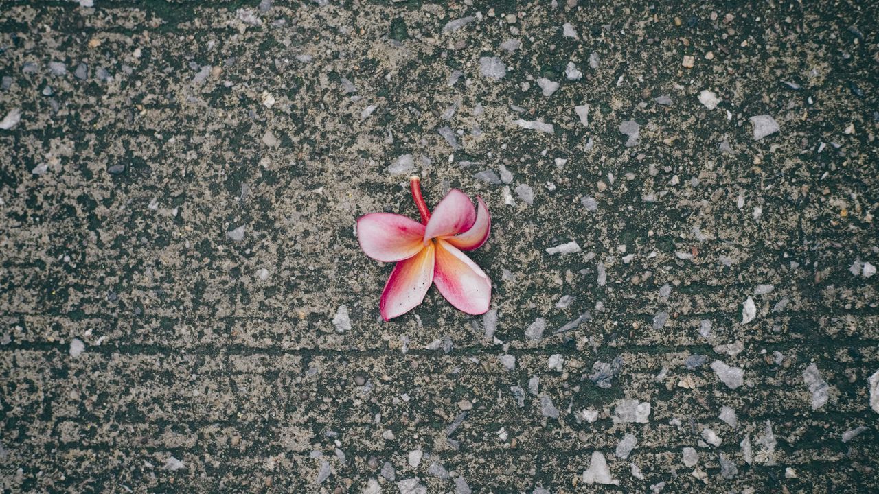 Wallpaper plumeria, flower, pink, asphalt hd, picture, image