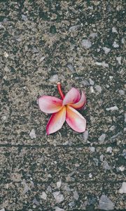 Preview wallpaper plumeria, flower, pink, asphalt