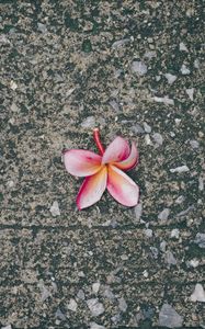 Preview wallpaper plumeria, flower, pink, asphalt