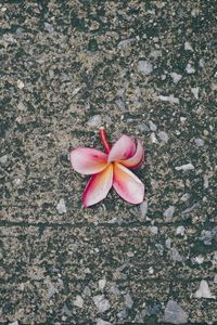 Preview wallpaper plumeria, flower, pink, asphalt