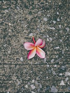 Preview wallpaper plumeria, flower, pink, asphalt