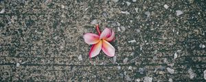 Preview wallpaper plumeria, flower, pink, asphalt