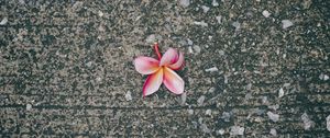 Preview wallpaper plumeria, flower, pink, asphalt