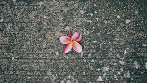 Preview wallpaper plumeria, flower, pink, asphalt