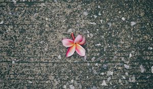 Preview wallpaper plumeria, flower, pink, asphalt