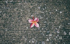 Preview wallpaper plumeria, flower, pink, asphalt