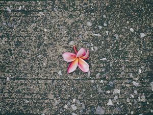 Preview wallpaper plumeria, flower, pink, asphalt